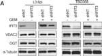 Rabbit IgG (H+L) Secondary Antibody in Western Blot (WB)