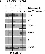 Mouse IgG (H+L) Secondary Antibody in Western Blot (WB)