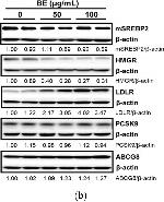 Mouse IgG (H+L) Secondary Antibody in Western Blot (WB)