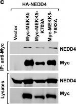 Rabbit IgG (H+L) Secondary Antibody in Western Blot (WB)