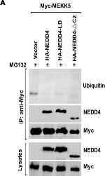 Rabbit IgG (H+L) Secondary Antibody in Western Blot (WB)