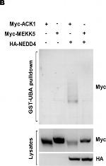 Mouse IgG (H+L) Secondary Antibody in Western Blot (WB)