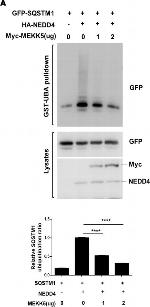 Rabbit IgG (H+L) Secondary Antibody in Western Blot (WB)