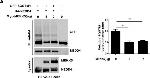 Rabbit IgG (H+L) Secondary Antibody in Western Blot (WB)