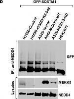 Mouse IgG (H+L) Secondary Antibody in Western Blot (WB)