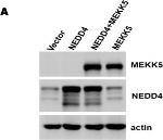 Rabbit IgG (H+L) Secondary Antibody in Western Blot (WB)