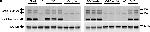 Mouse IgG (H+L) Secondary Antibody in Western Blot (WB)