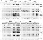 Mouse IgG (H+L) Secondary Antibody in Western Blot (WB)