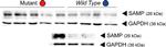 Mouse IgG (H+L) Secondary Antibody in Western Blot (WB)