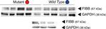 Rabbit IgG (H+L) Secondary Antibody in Western Blot (WB)