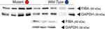 Rabbit IgG (H+L) Secondary Antibody in Western Blot (WB)