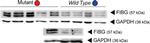 Rabbit IgG (H+L) Secondary Antibody in Western Blot (WB)