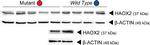 Rabbit IgG (H+L) Secondary Antibody in Western Blot (WB)