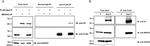 Mouse IgG (H+L) Secondary Antibody in Western Blot (WB)