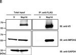 Mouse IgG (H+L) Secondary Antibody in Western Blot (WB)