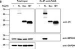 Mouse IgG (H+L) Secondary Antibody in Western Blot (WB)