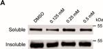 Mouse IgG Fc Secondary Antibody in Western Blot (WB)