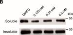 Mouse IgG Fc Secondary Antibody in Western Blot (WB)