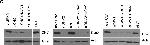 Rabbit IgG (H+L) Cross-Adsorbed Secondary Antibody in Western Blot (WB)