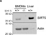 Rabbit IgG (H+L) Secondary Antibody in Western Blot (WB)