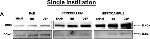 Rabbit IgG (H+L) Secondary Antibody in Western Blot (WB)