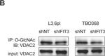 Rabbit IgG (H+L) Secondary Antibody in Western Blot (WB)