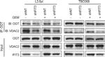 Rabbit IgG (H+L) Secondary Antibody in Western Blot (WB)