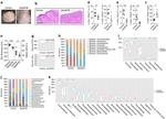 IL-22 Antibody in Flow Cytometry (Flow)