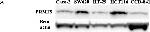 Rabbit IgG (H+L) Secondary Antibody in Western Blot (WB)