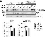 Rabbit IgG (H+L) Secondary Antibody in Western Blot (WB)