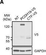 Rabbit IgG (H+L) Secondary Antibody in Western Blot (WB)