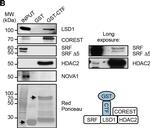 Rabbit IgG (H+L) Secondary Antibody in Western Blot (WB)