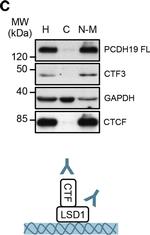 Rabbit IgG (H+L) Secondary Antibody in Western Blot (WB)