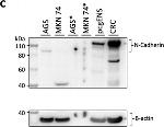 Rabbit IgG (H+L) Secondary Antibody in Western Blot (WB)