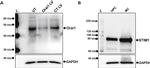 Rabbit IgG (H+L) Secondary Antibody in Western Blot (WB)