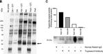 Rabbit IgG (H+L) Cross-Adsorbed Secondary Antibody in Western Blot (WB)