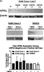 Rabbit IgG (H+L) Cross-Adsorbed Secondary Antibody in Western Blot (WB)