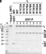 Rabbit IgG (H+L) Secondary Antibody in Western Blot (WB)