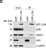 Rabbit IgG (H+L) Secondary Antibody in Western Blot (WB)