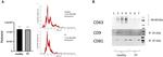 CD81 Antibody in Western Blot (WB)