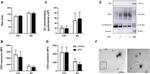 CD9 Antibody in Western Blot (WB)