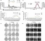 CD81 Antibody in Dot Blot (DB)