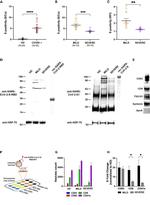 CD63 Antibody in Western Blot, Flow Cytometry, Immunoprecipitation (WB, Flow, IP)