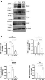 CD63 Antibody in Western Blot (WB)