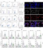 SIRP alpha Antibody in Flow Cytometry (Flow)