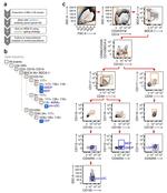 CD14 Antibody in Flow Cytometry (Flow)