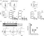 CD127 Antibody in Flow Cytometry (Flow)