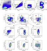 CD152 (CTLA-4) Antibody in Flow Cytometry (Flow)