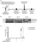 SARS/SARS-CoV-2 Spike Protein (RBD) Chimeric Antibody in Western Blot (WB)