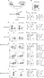 CD4 Antibody in Flow Cytometry (Flow)